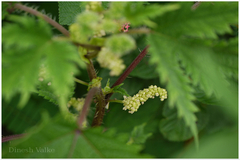 Girardinia diversifolia